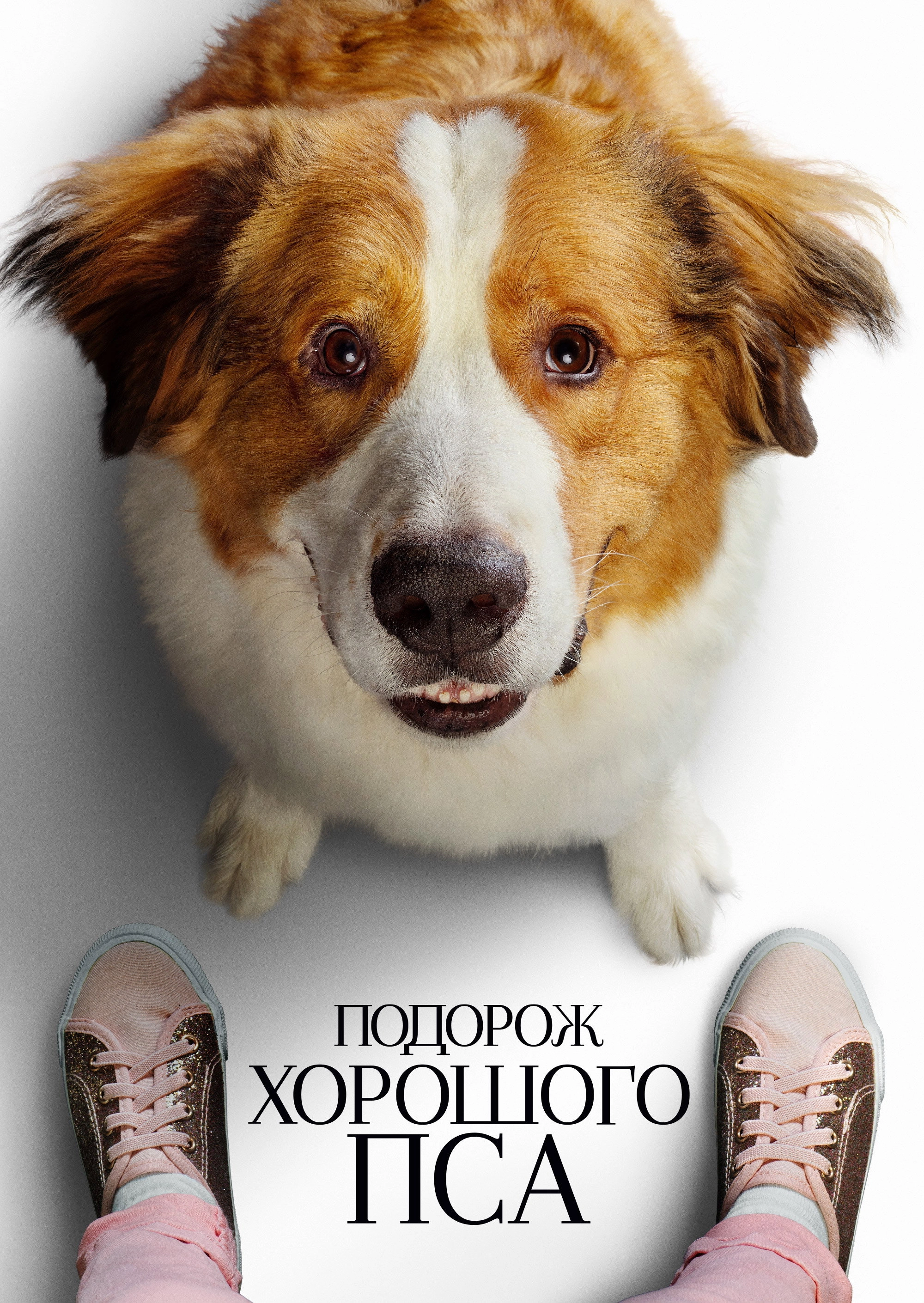 A Dog's Journey