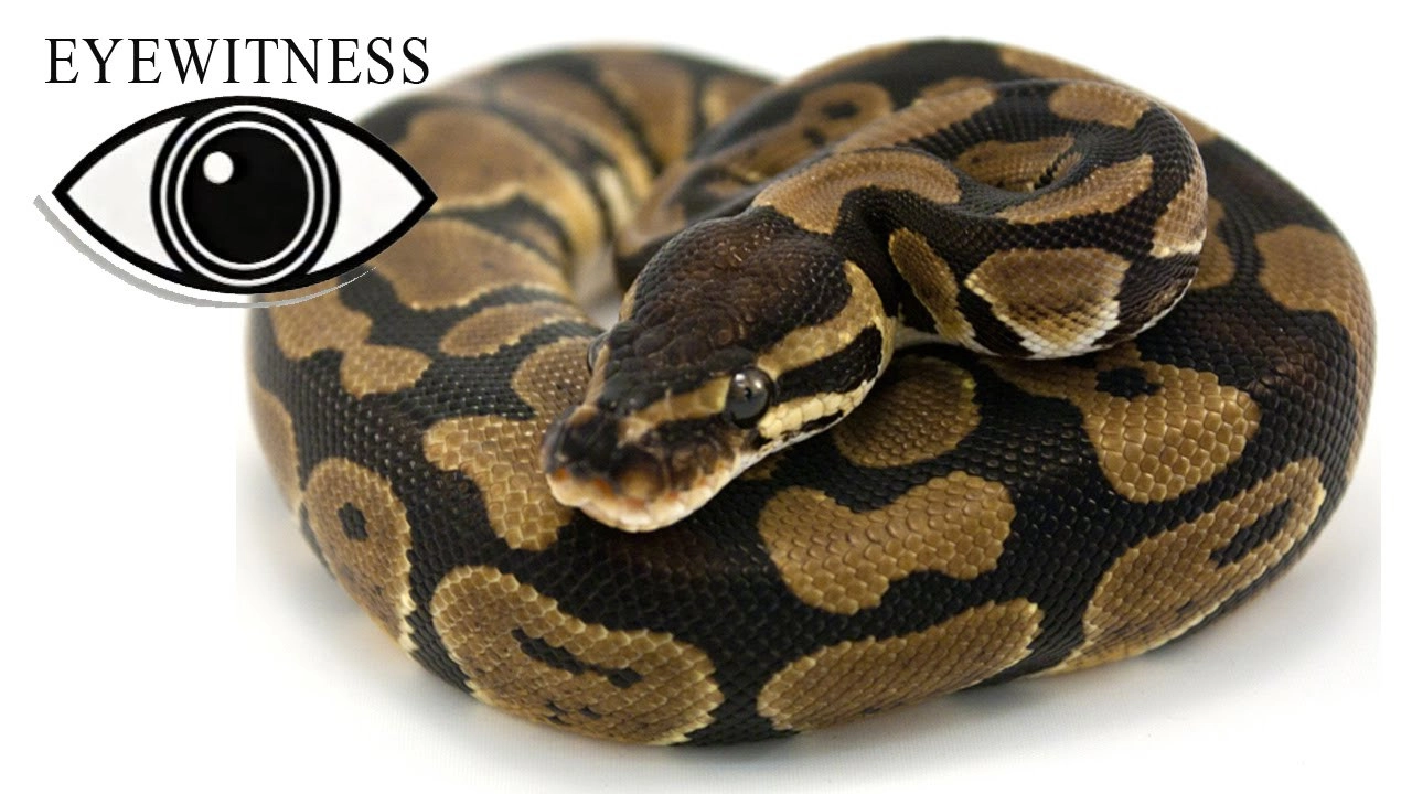 Eyewitness