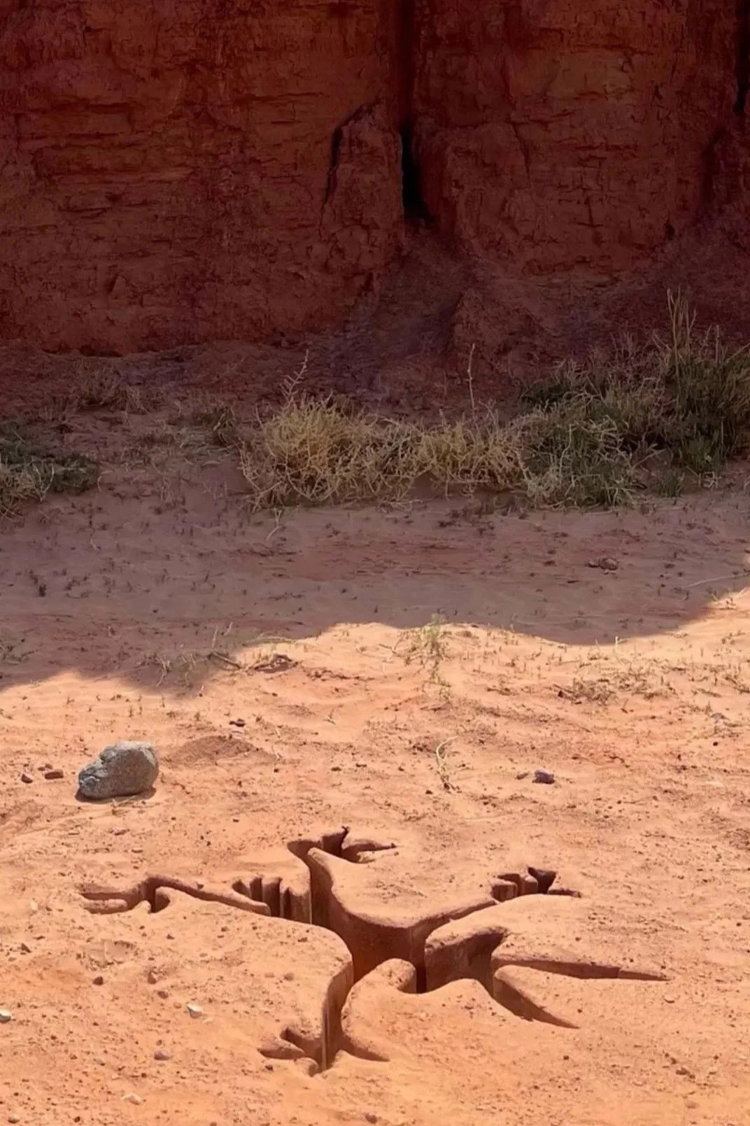 Coyote vs ACME
