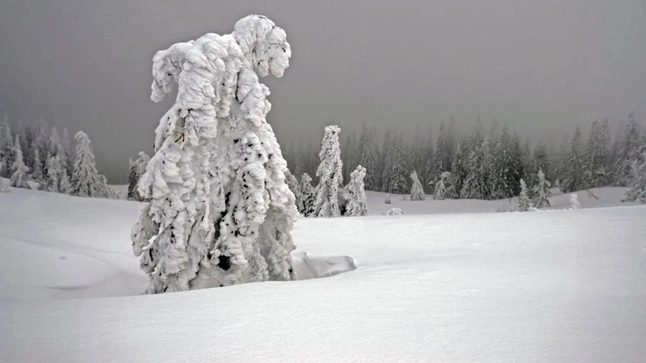 White Winter