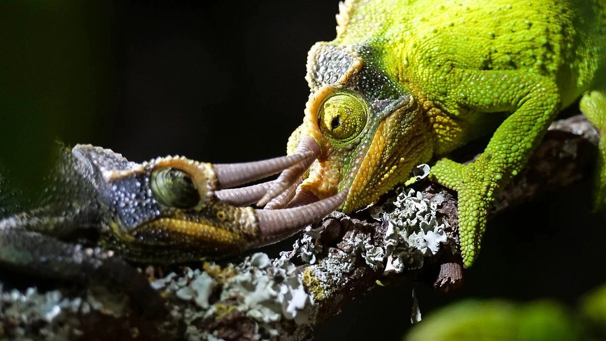 The Mating Game