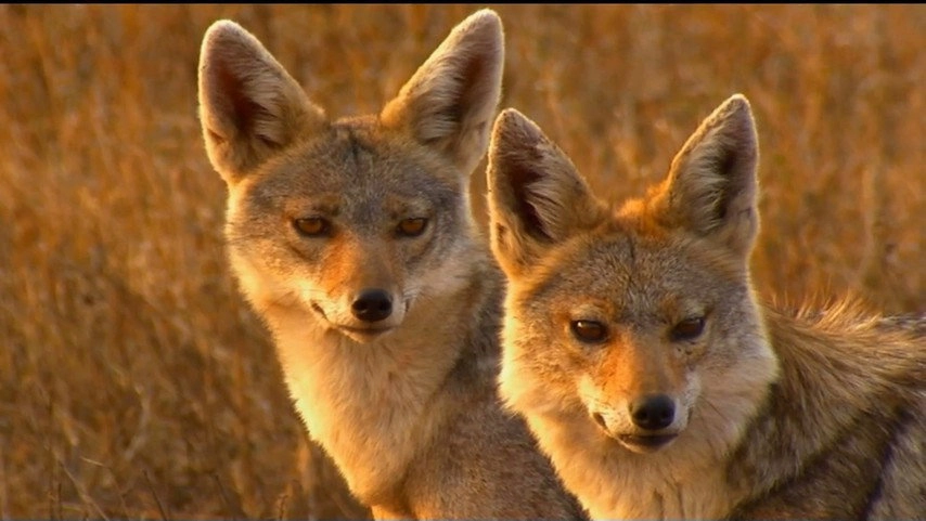 If I Were an Animal