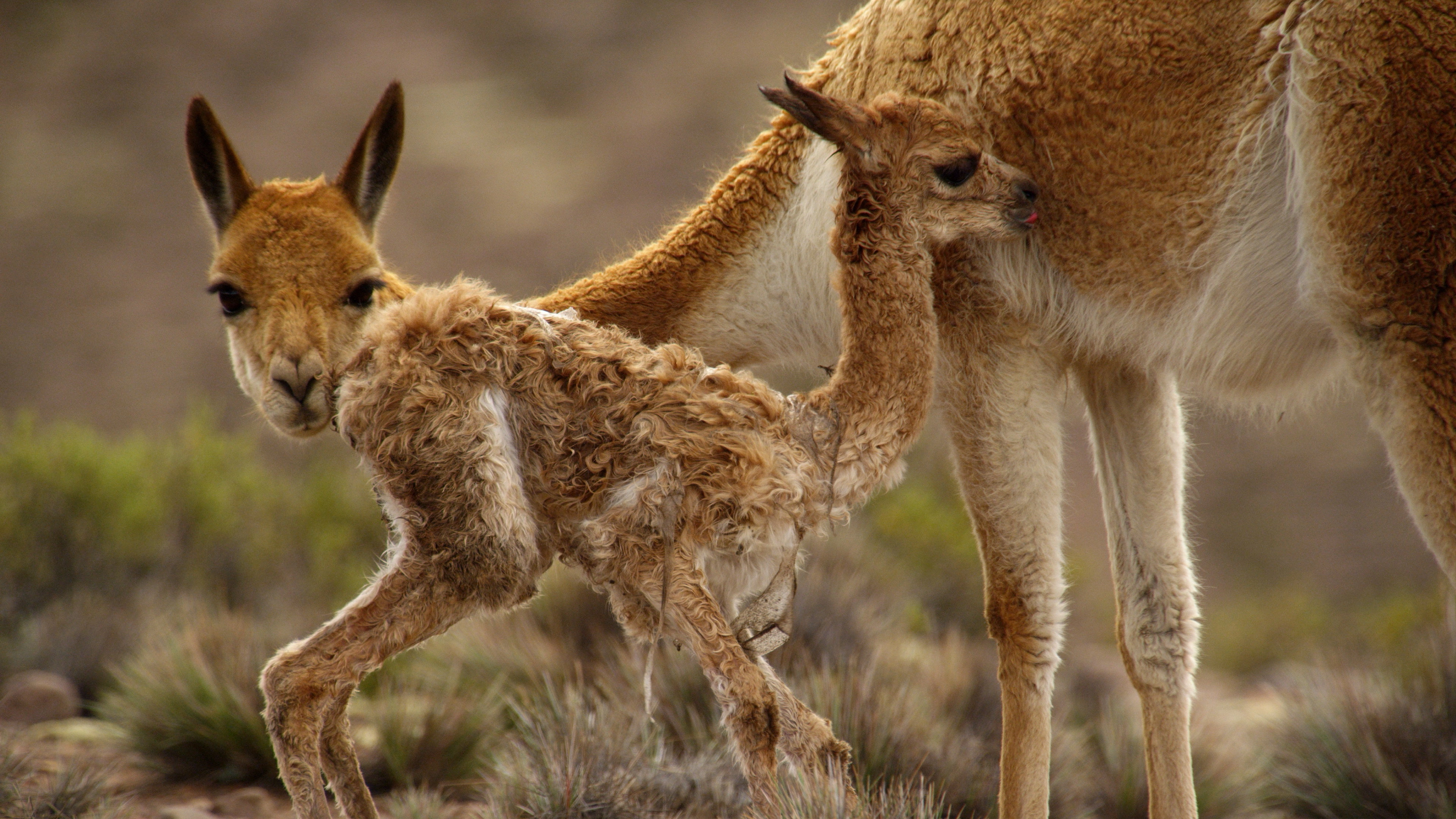 The Wild Andes