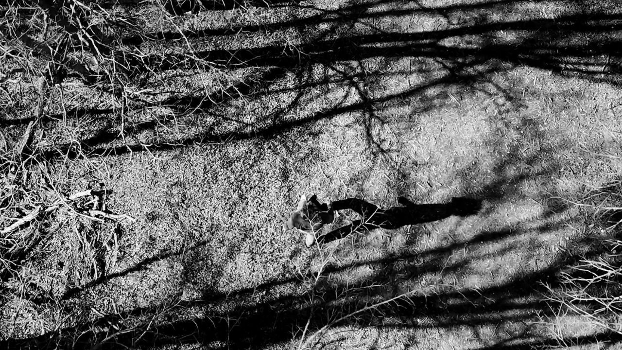 The Trail
