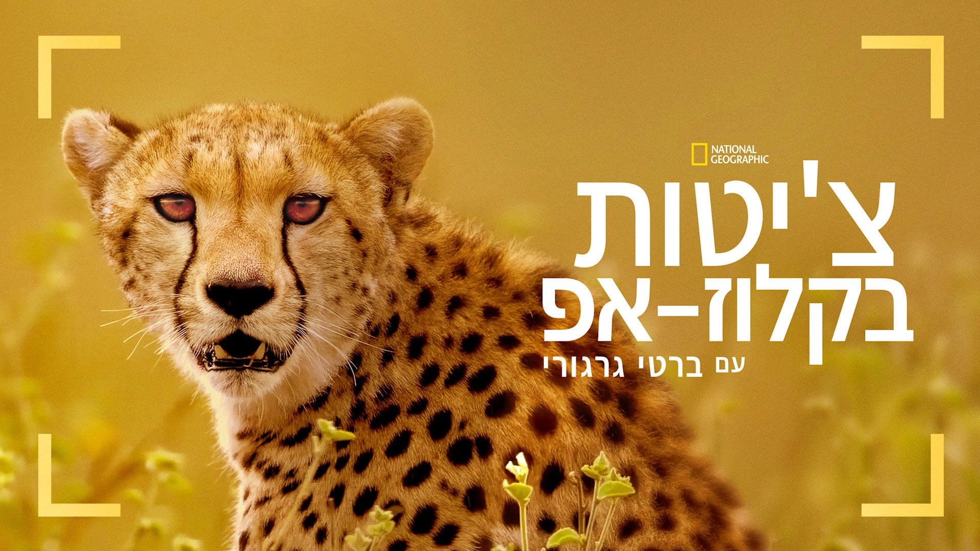 Cheetahs Up Close with Bertie Gregory