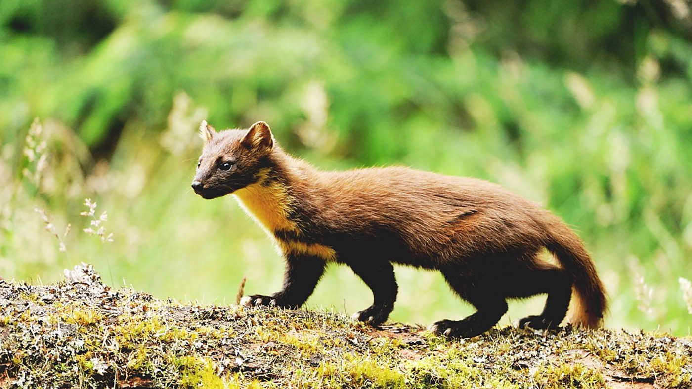 Scotland: The New Wild