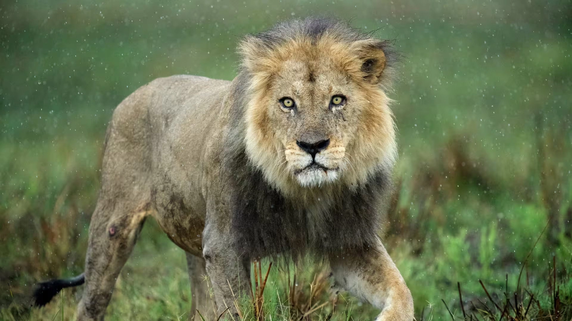 Big Cats, Small World