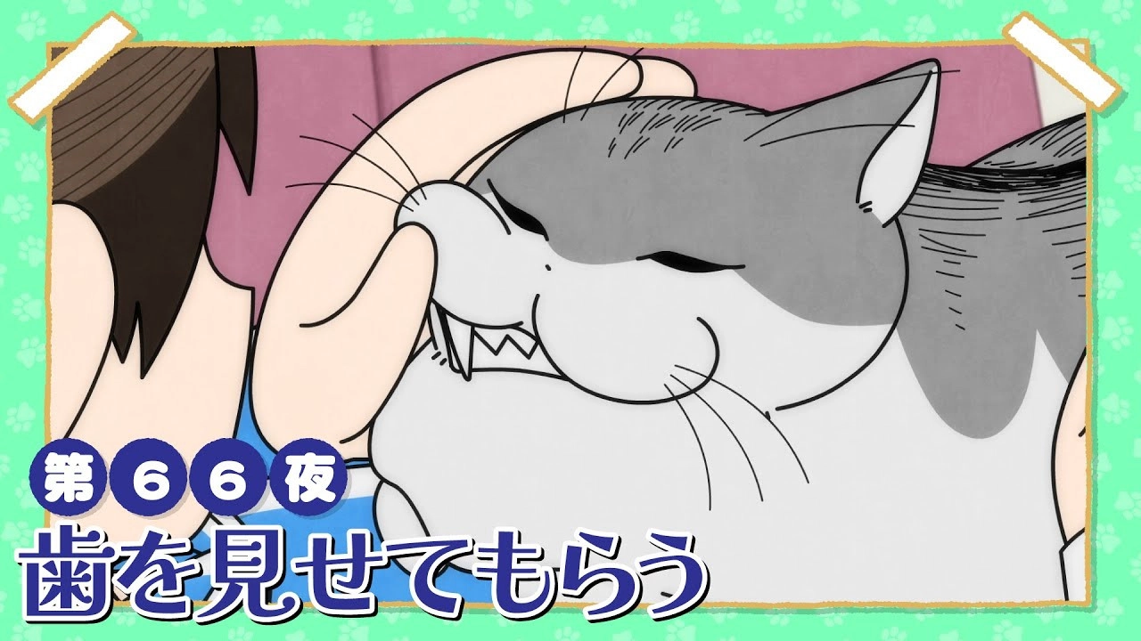 Nights with a Cat