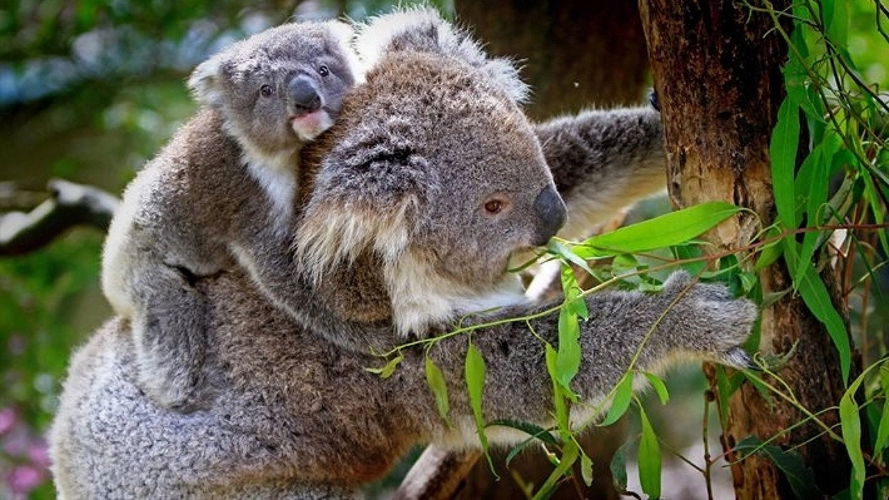 Australien