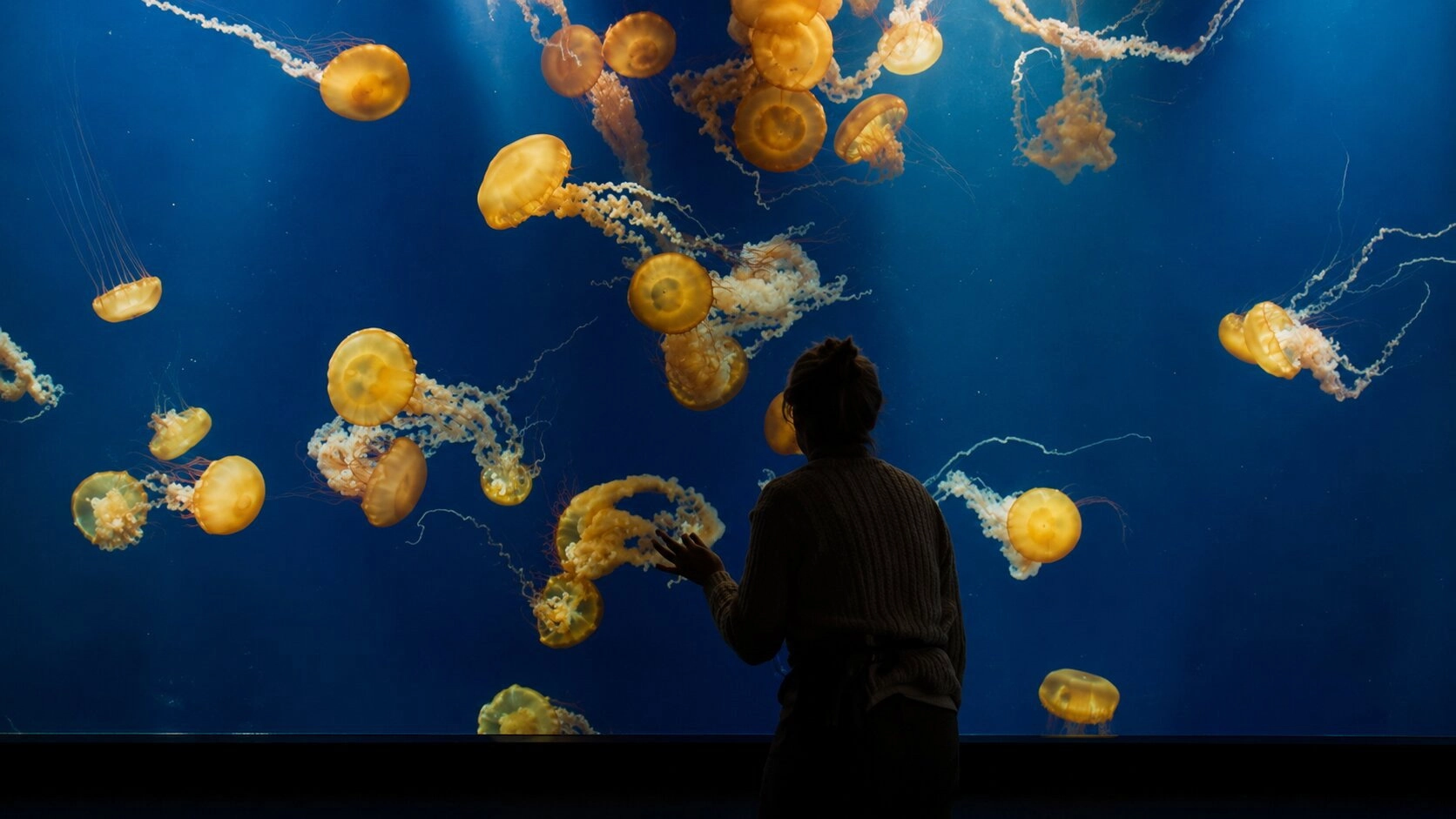 Remarkably Bright Creatures
