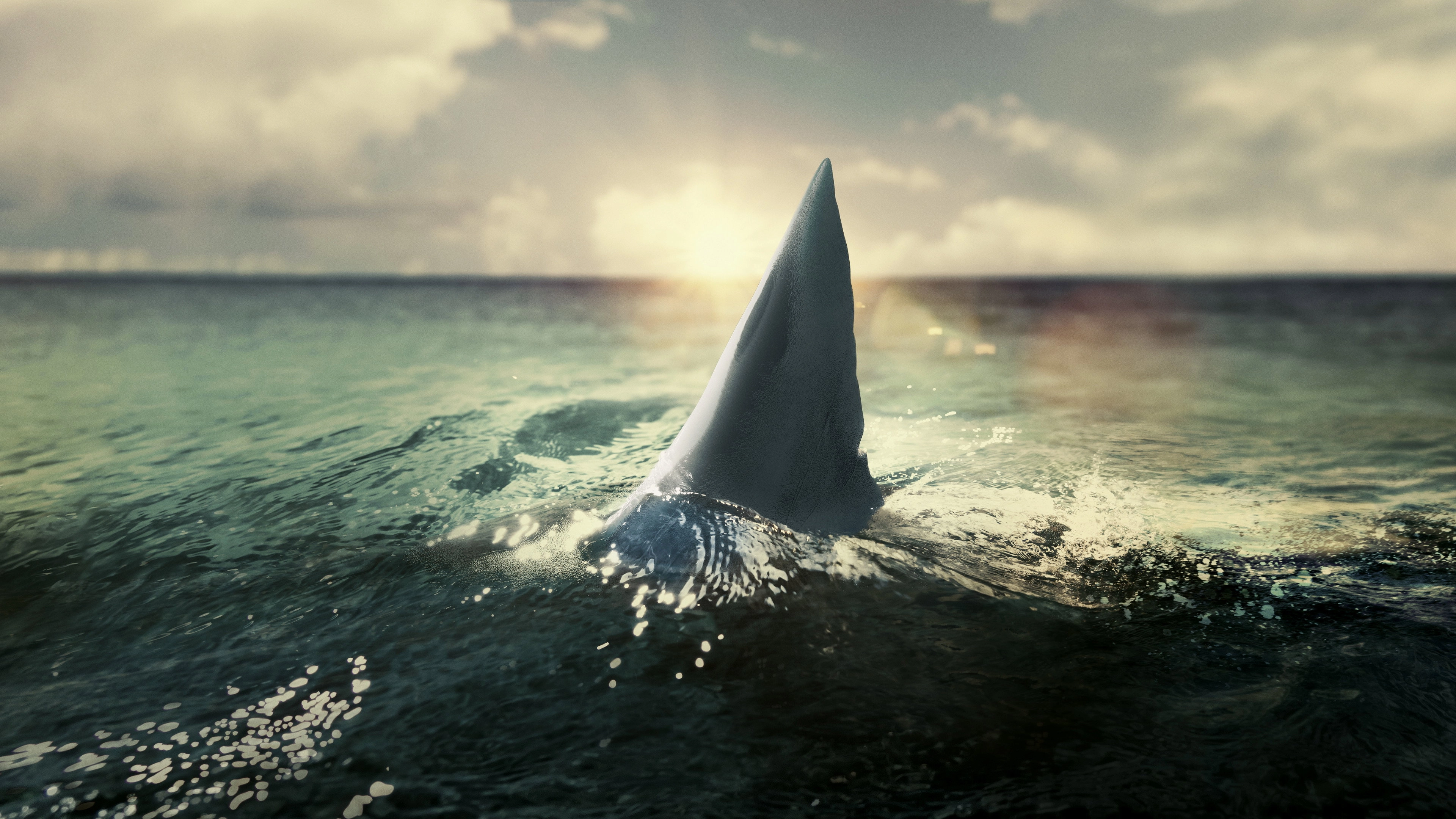 When Sharks Attack 360