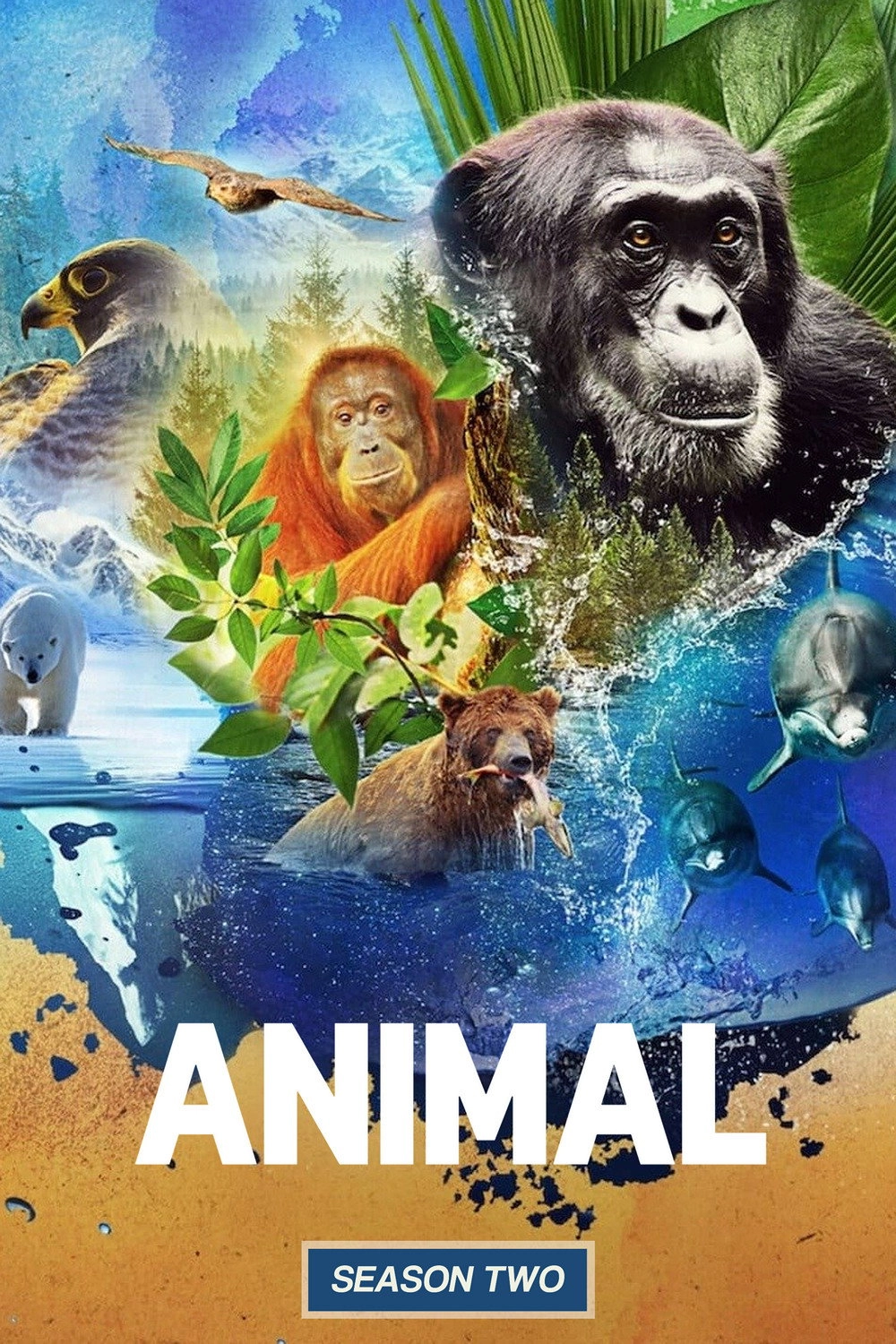 Animal