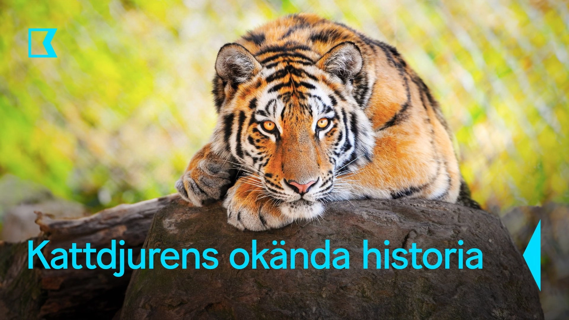 Age of Big Cats