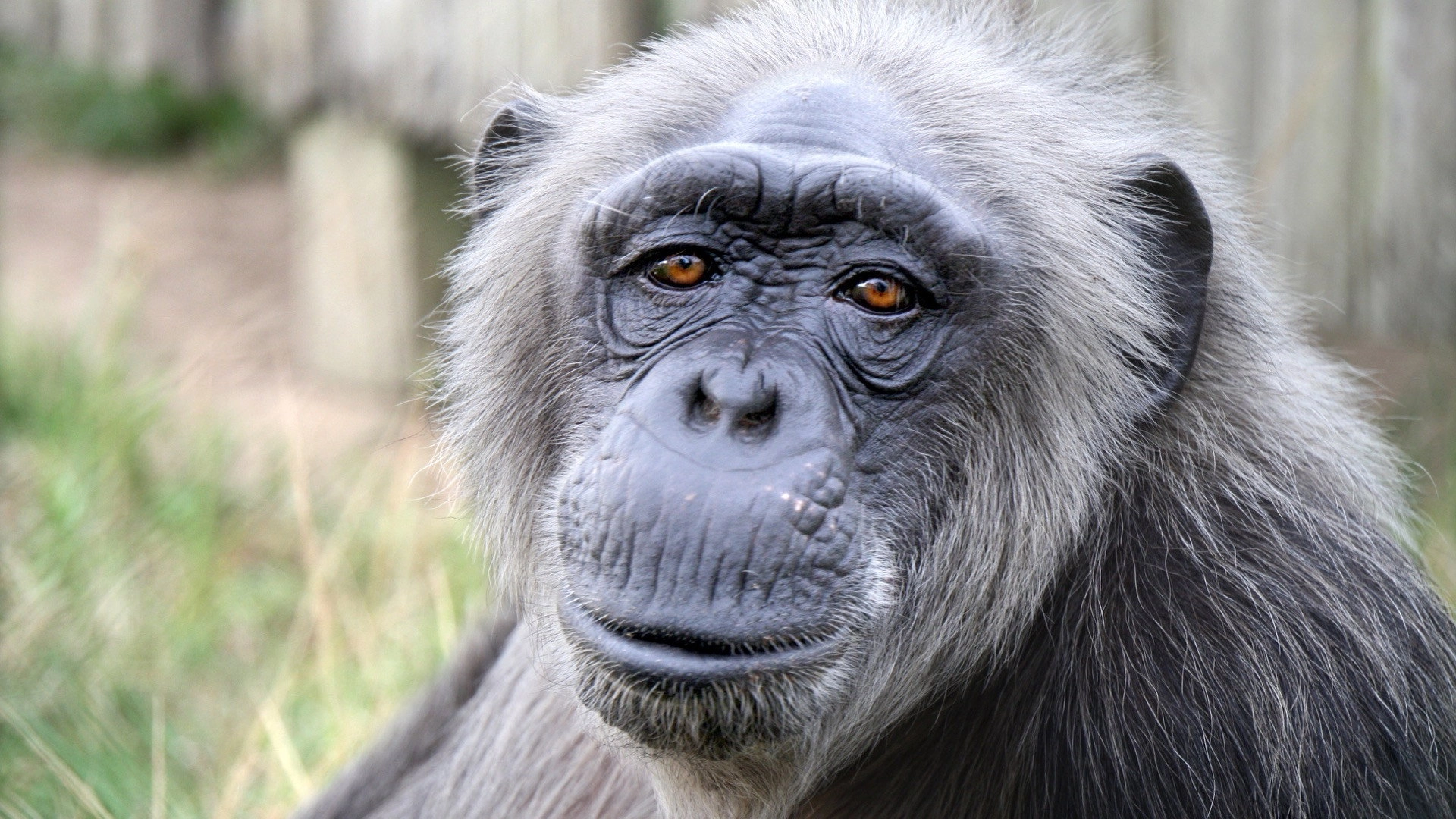 Rescued Chimpanzees of the Congo with Jane Goodall