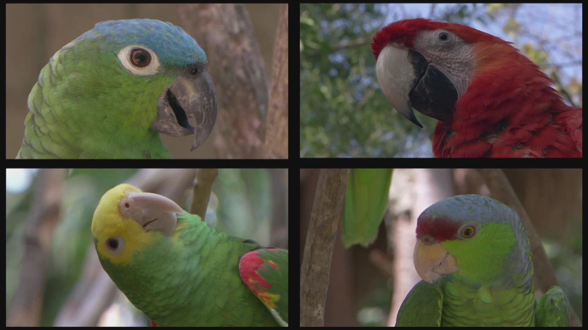 Planet Parrot