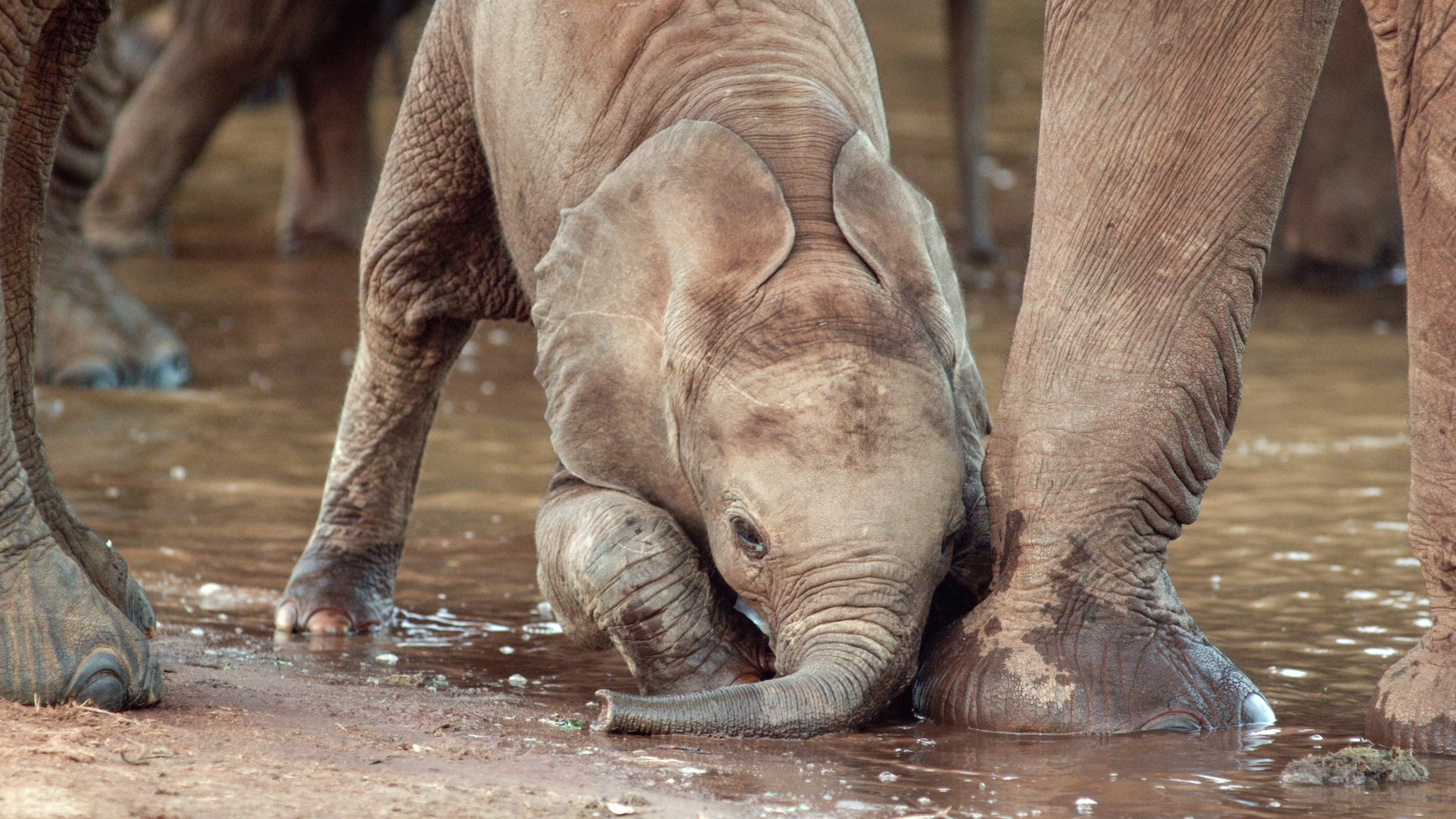 Once Upon a Time in Tsavo