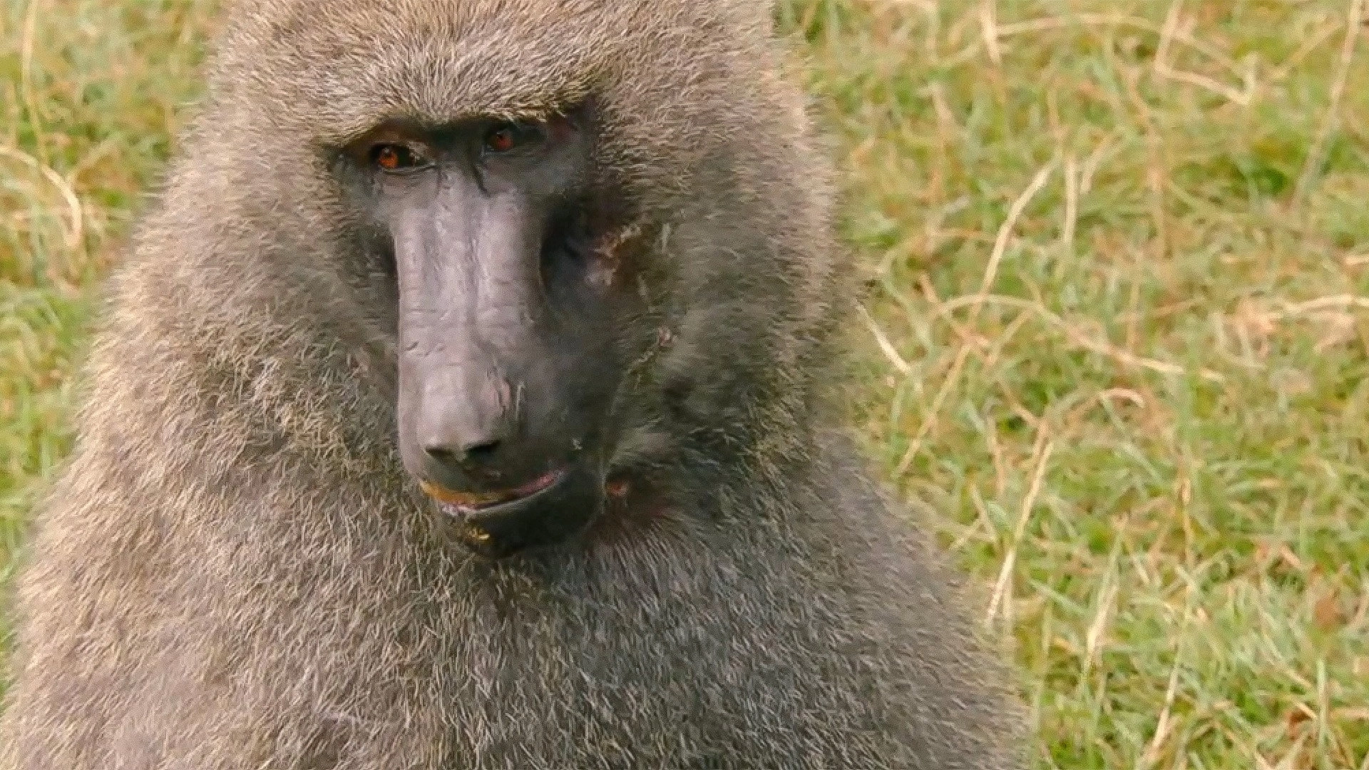 Secret Life of the Safari Park