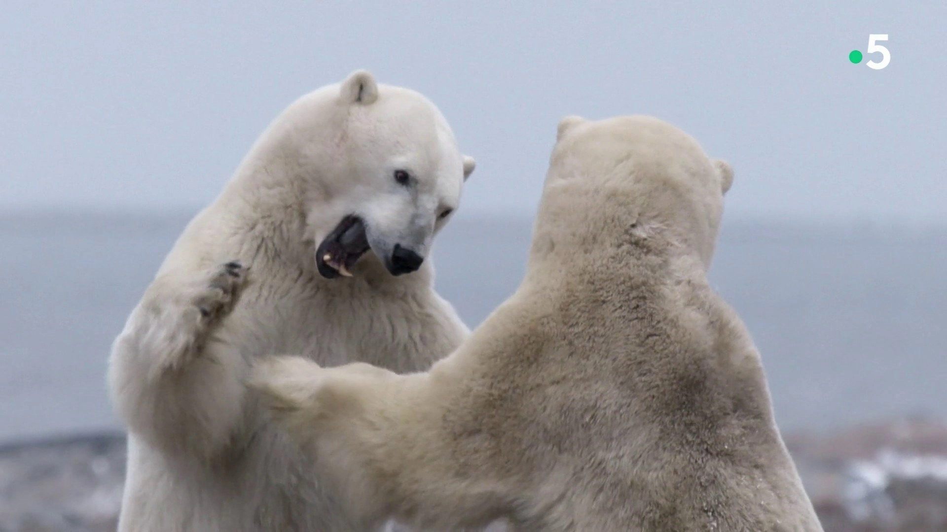 Kingdom of the Polar Bears