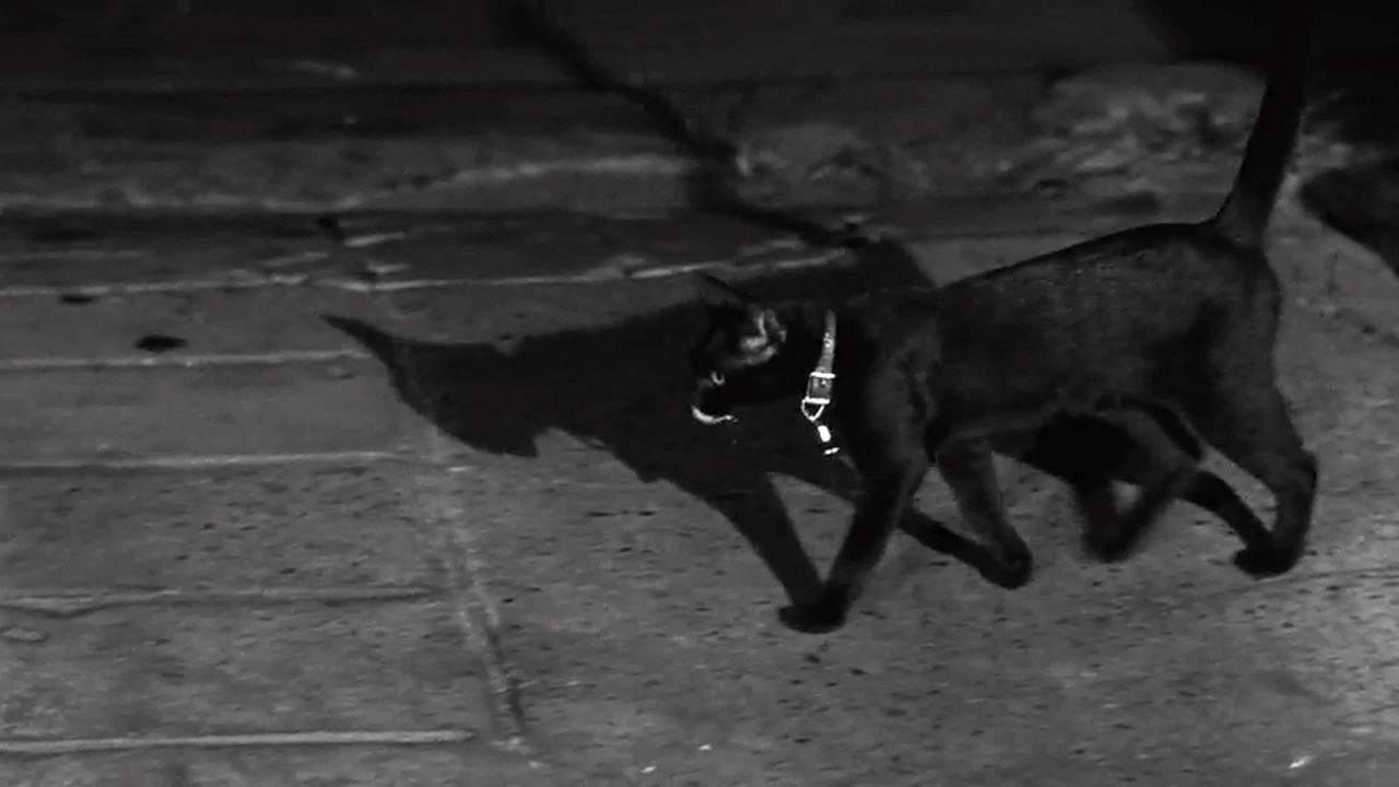 The Fat Black Pussycat