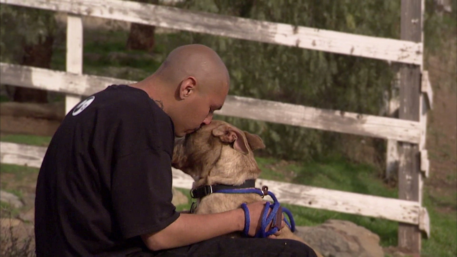 Pit Bulls and Parolees