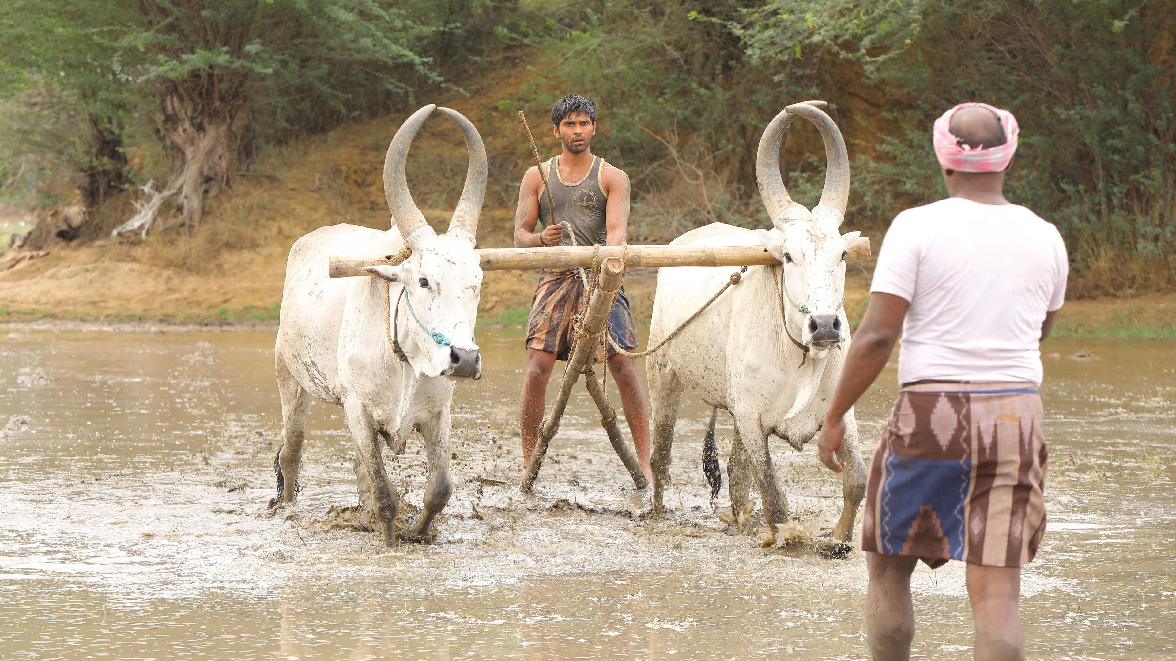Bison Kaalamaadan