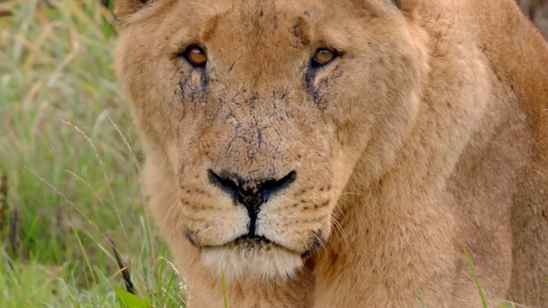 Secret Life of the Safari Park