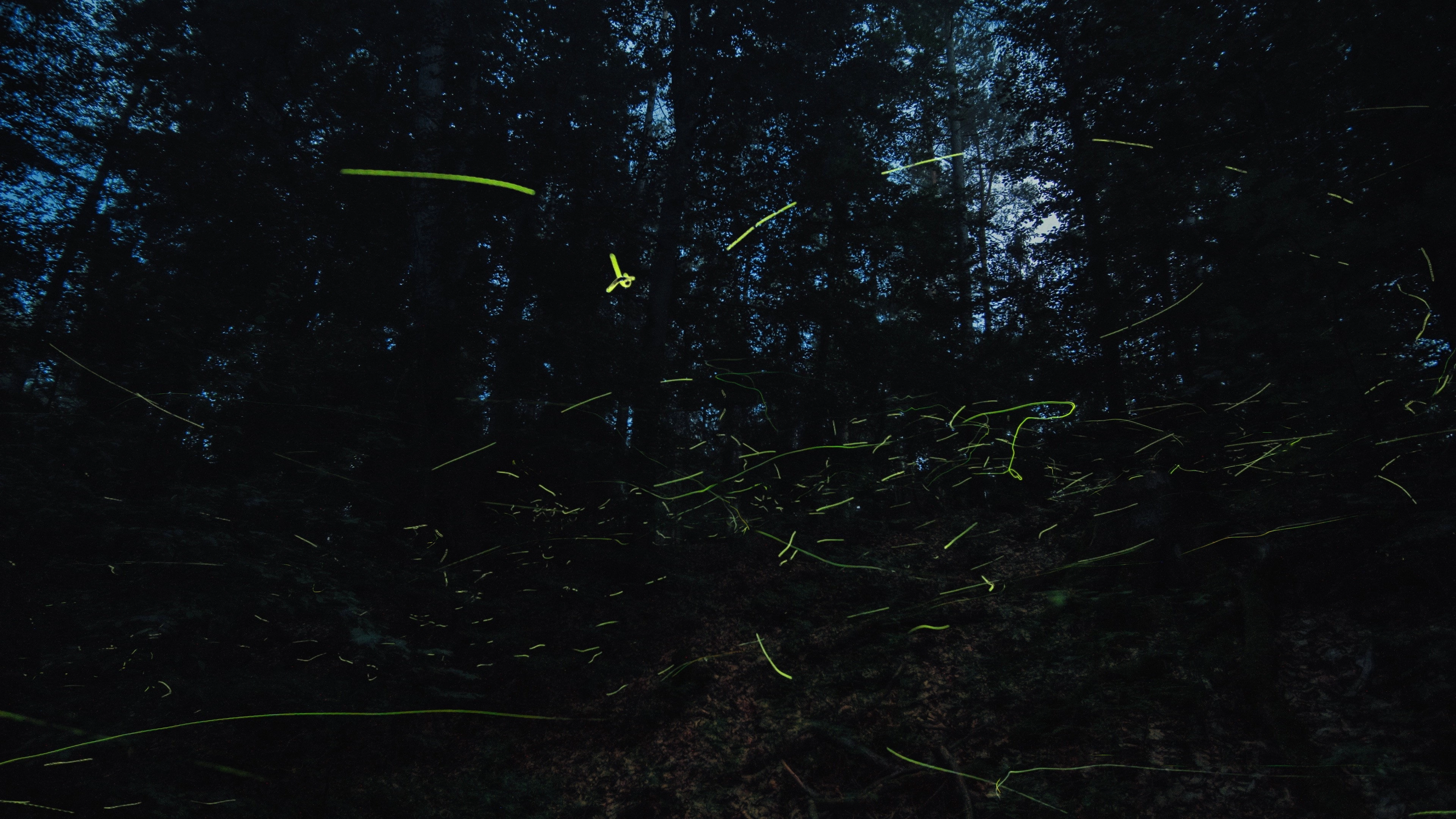 Insects – Hidden Heroes