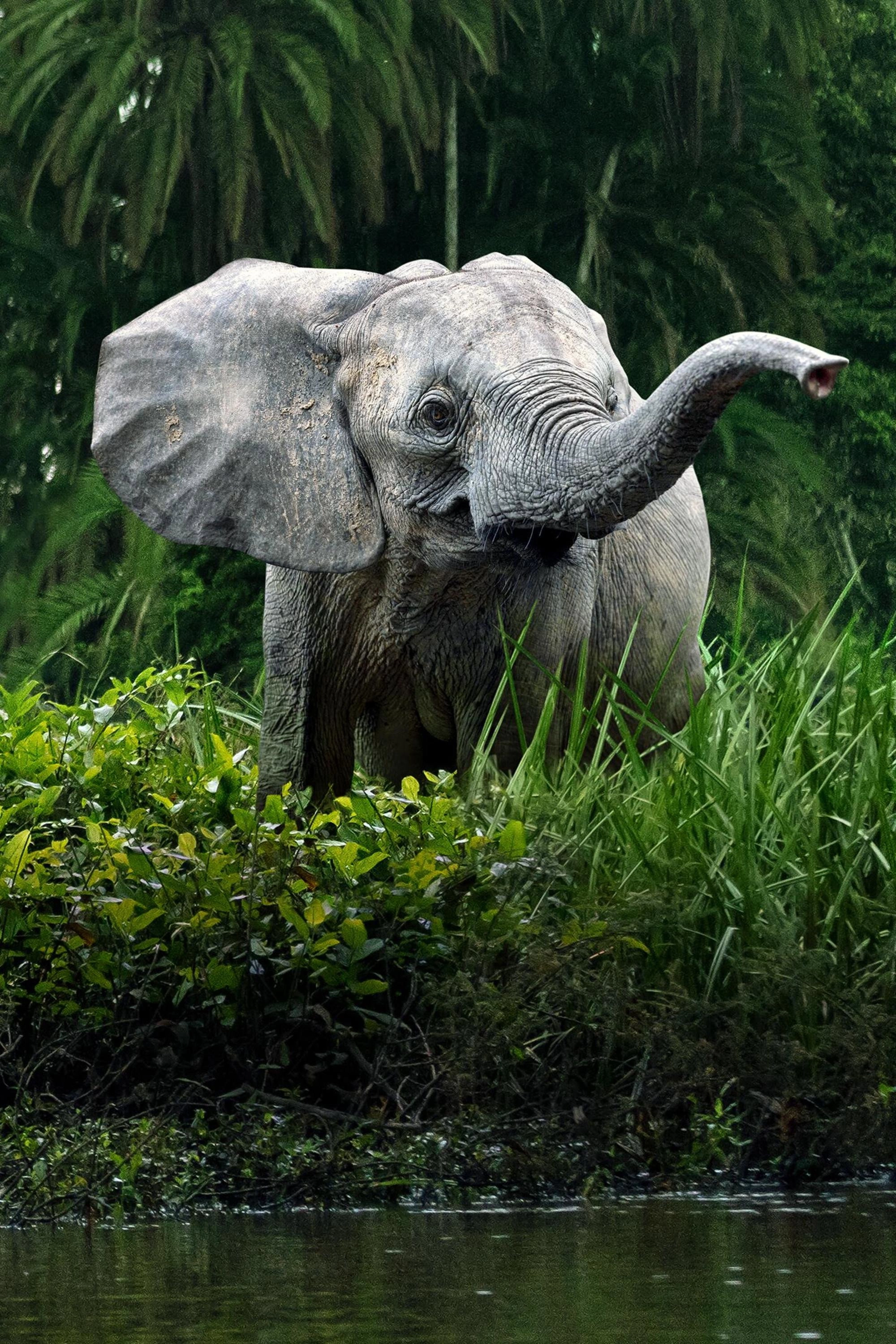 Secrets of the Elephants