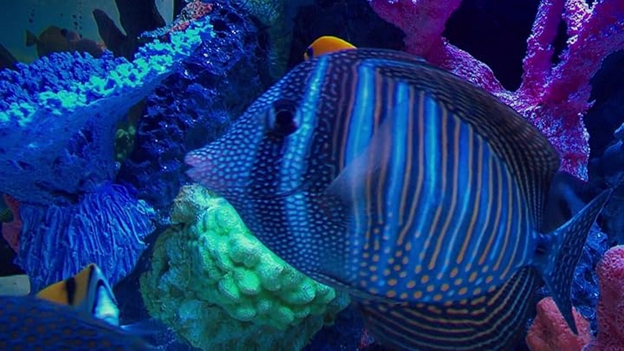 Tanked