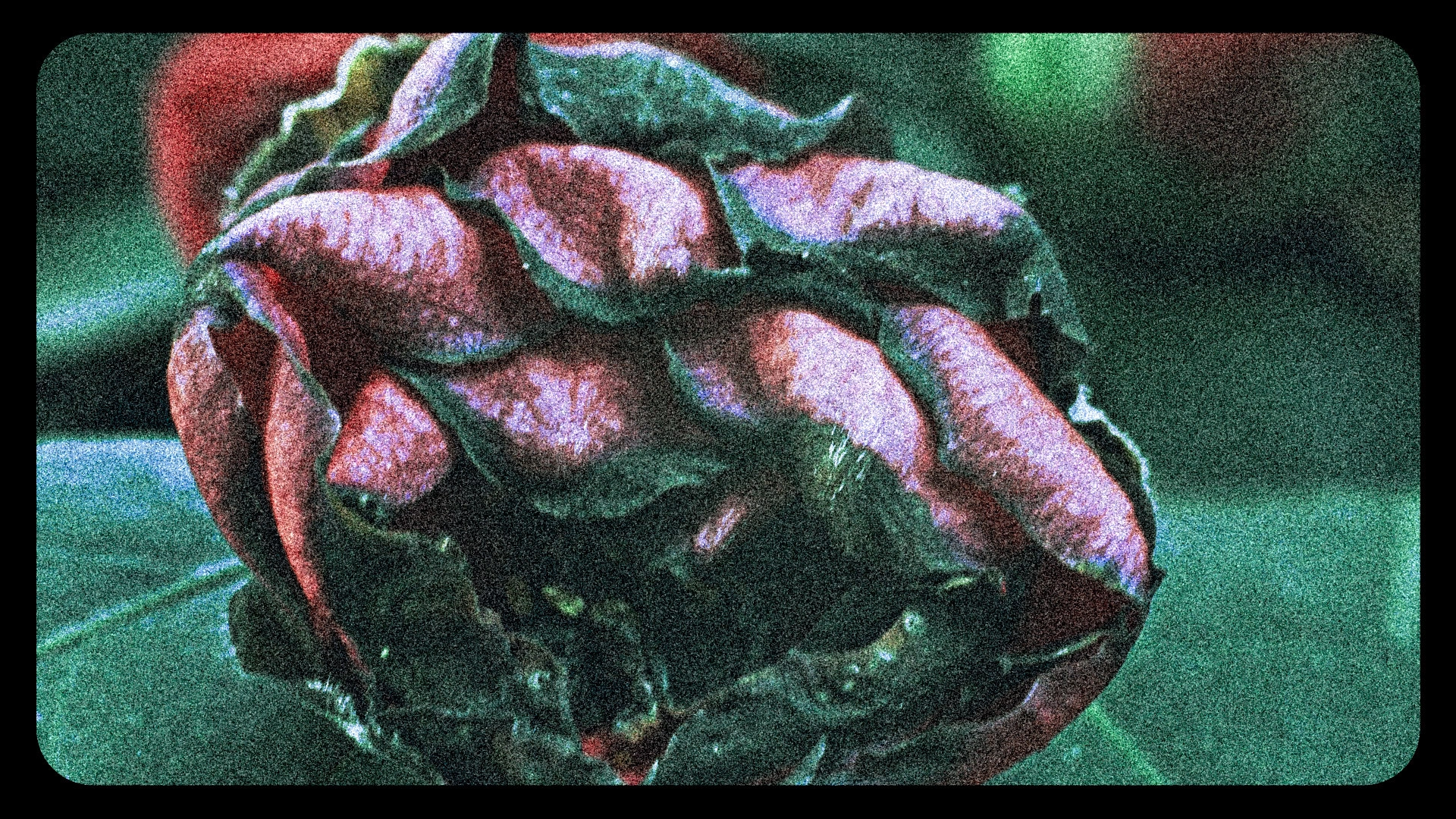 Flowers (III)