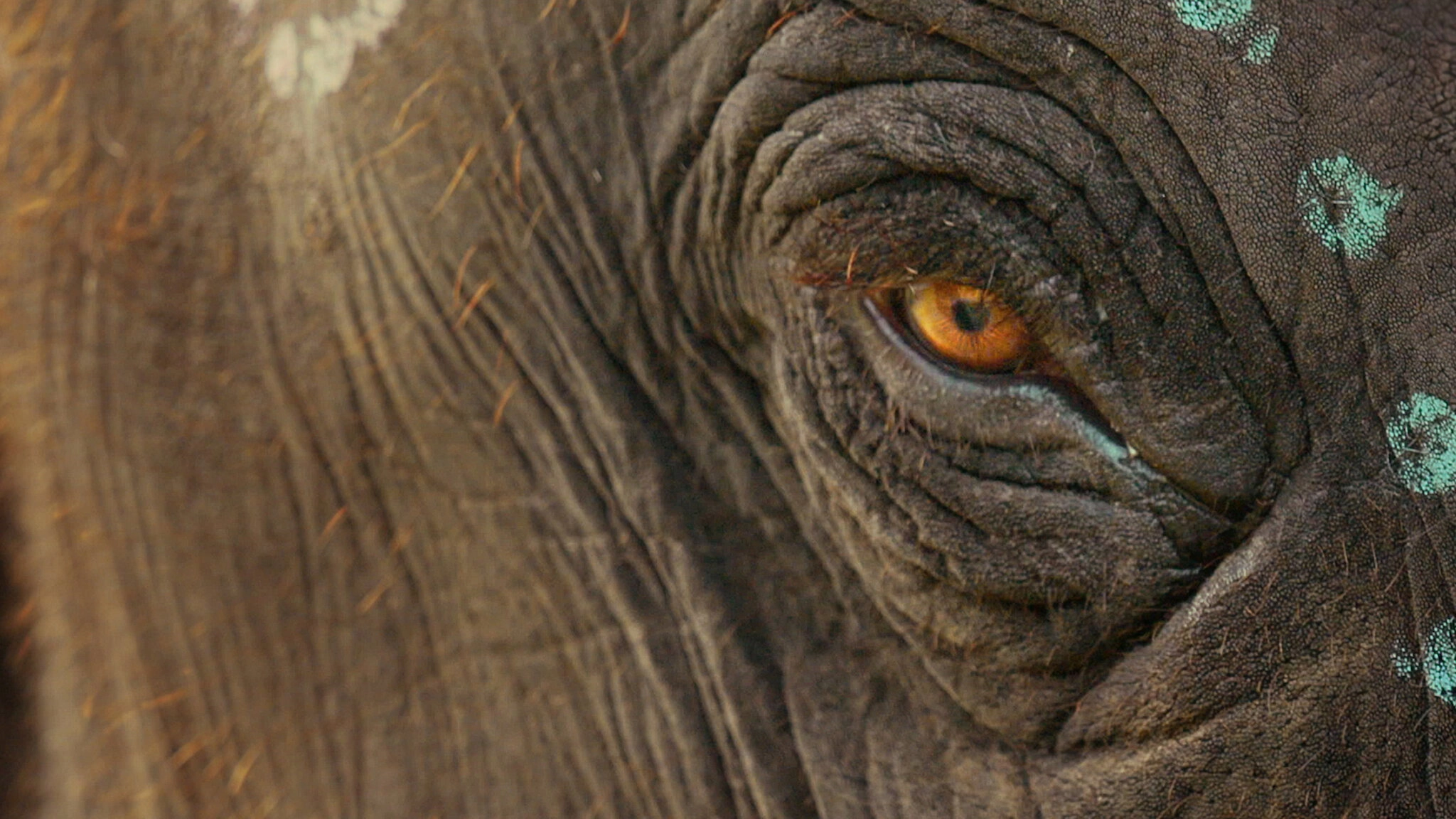 The Elephant Whisperers