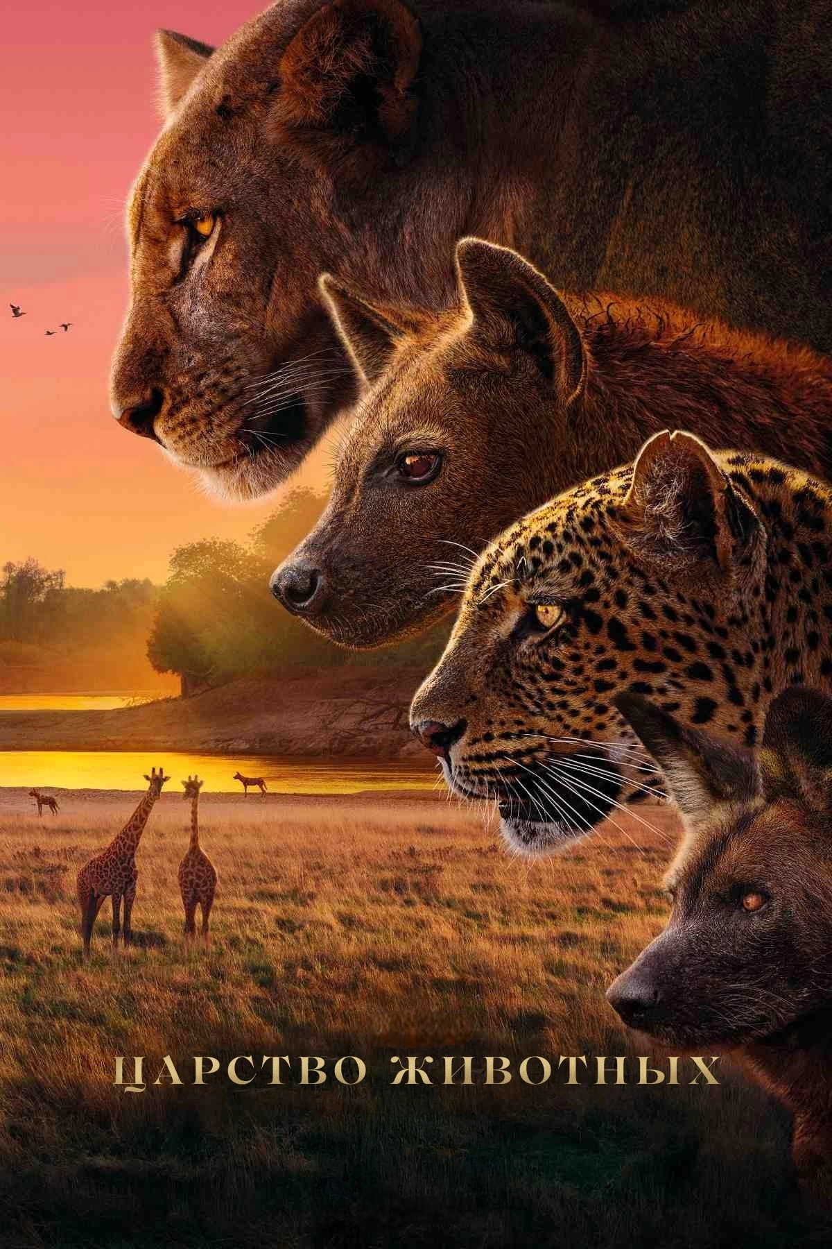 Kingdom
