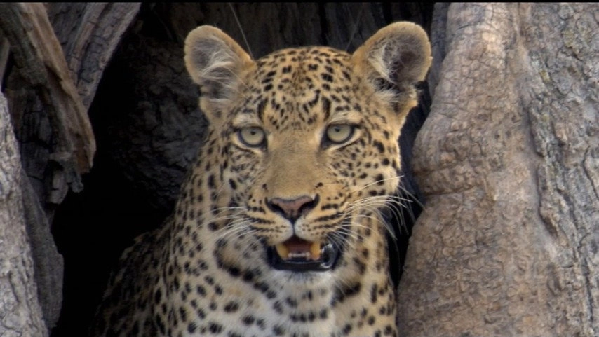 If I Were an Animal