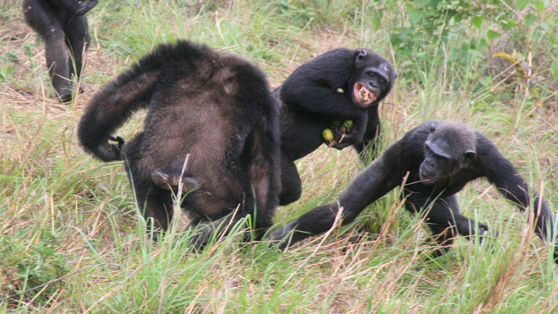 Rescued Chimpanzees of the Congo with Jane Goodall