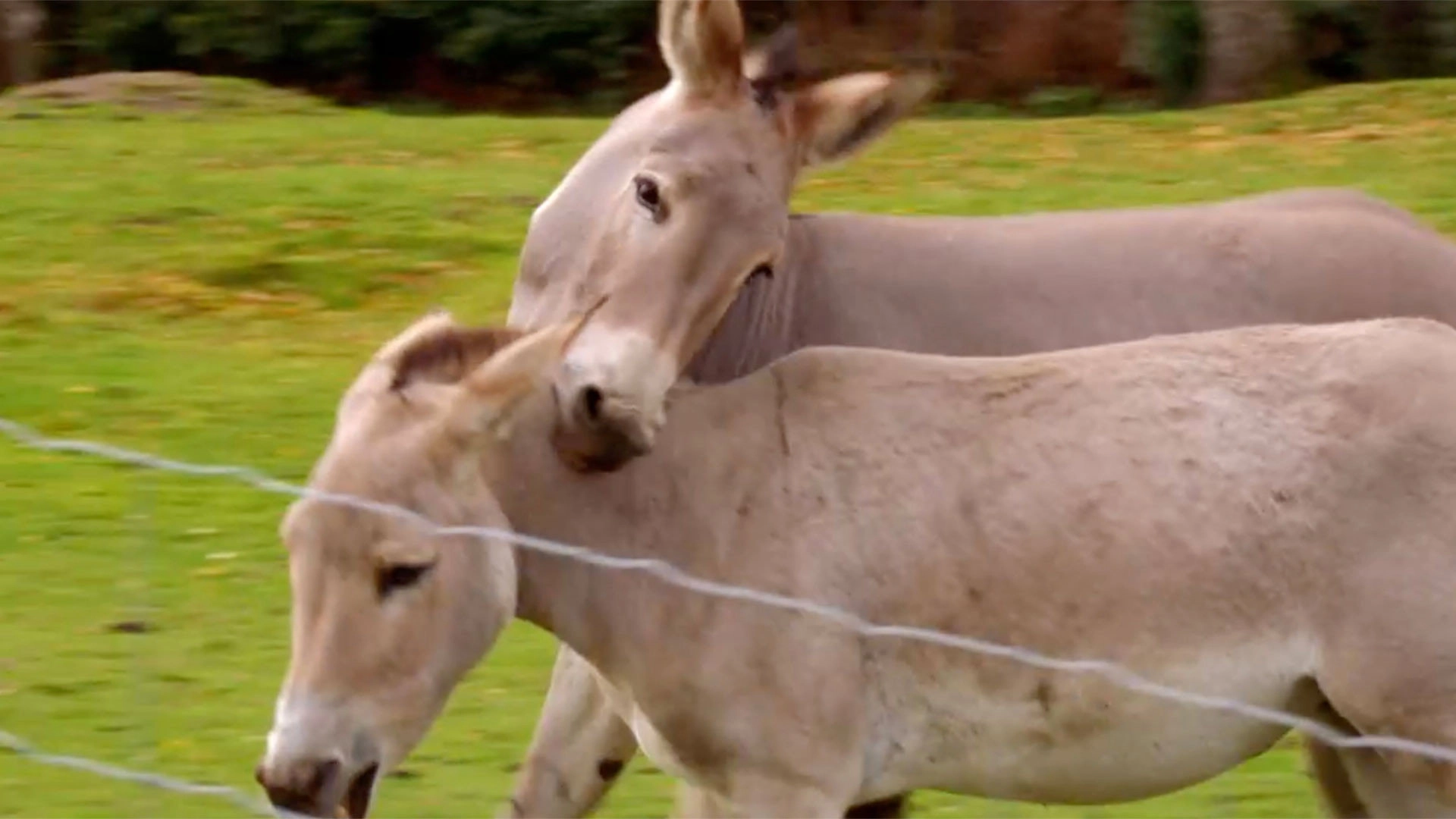 Secret Life of the Safari Park