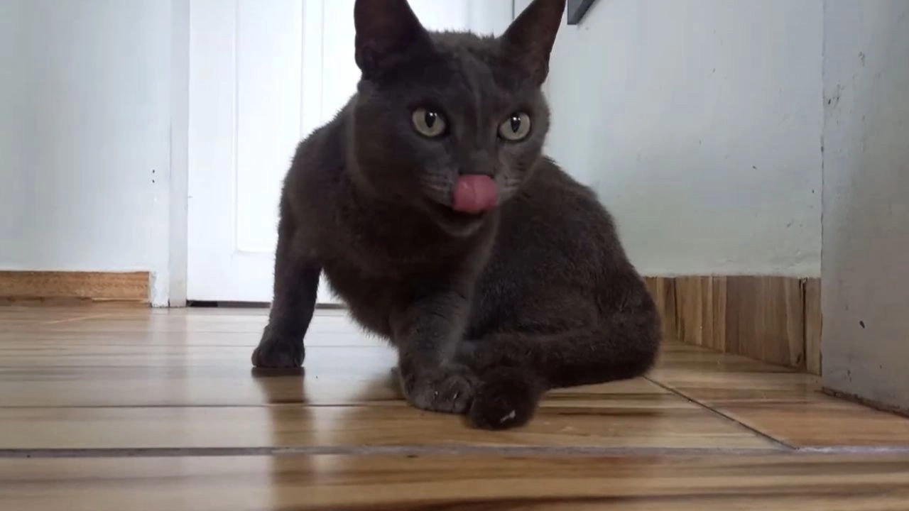Cats and Cameras
