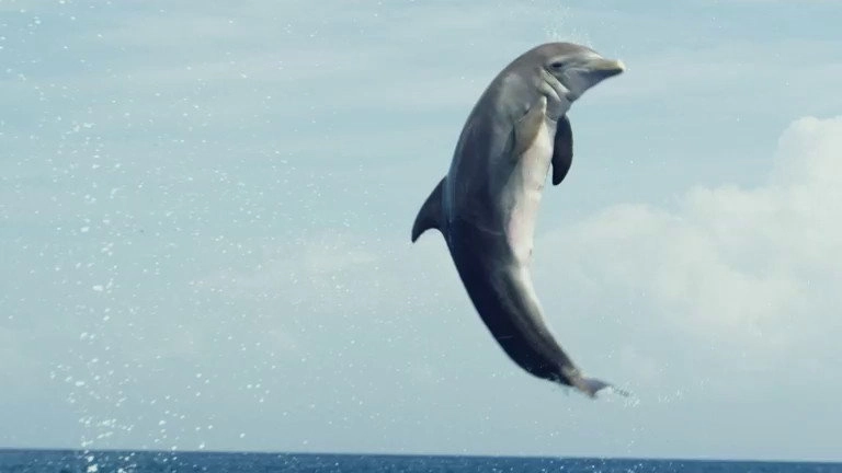 If I Were an Animal