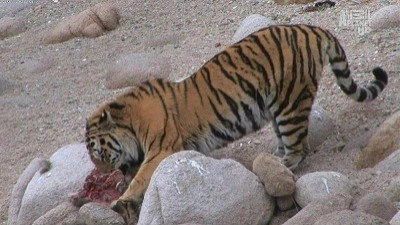 Wild Russia