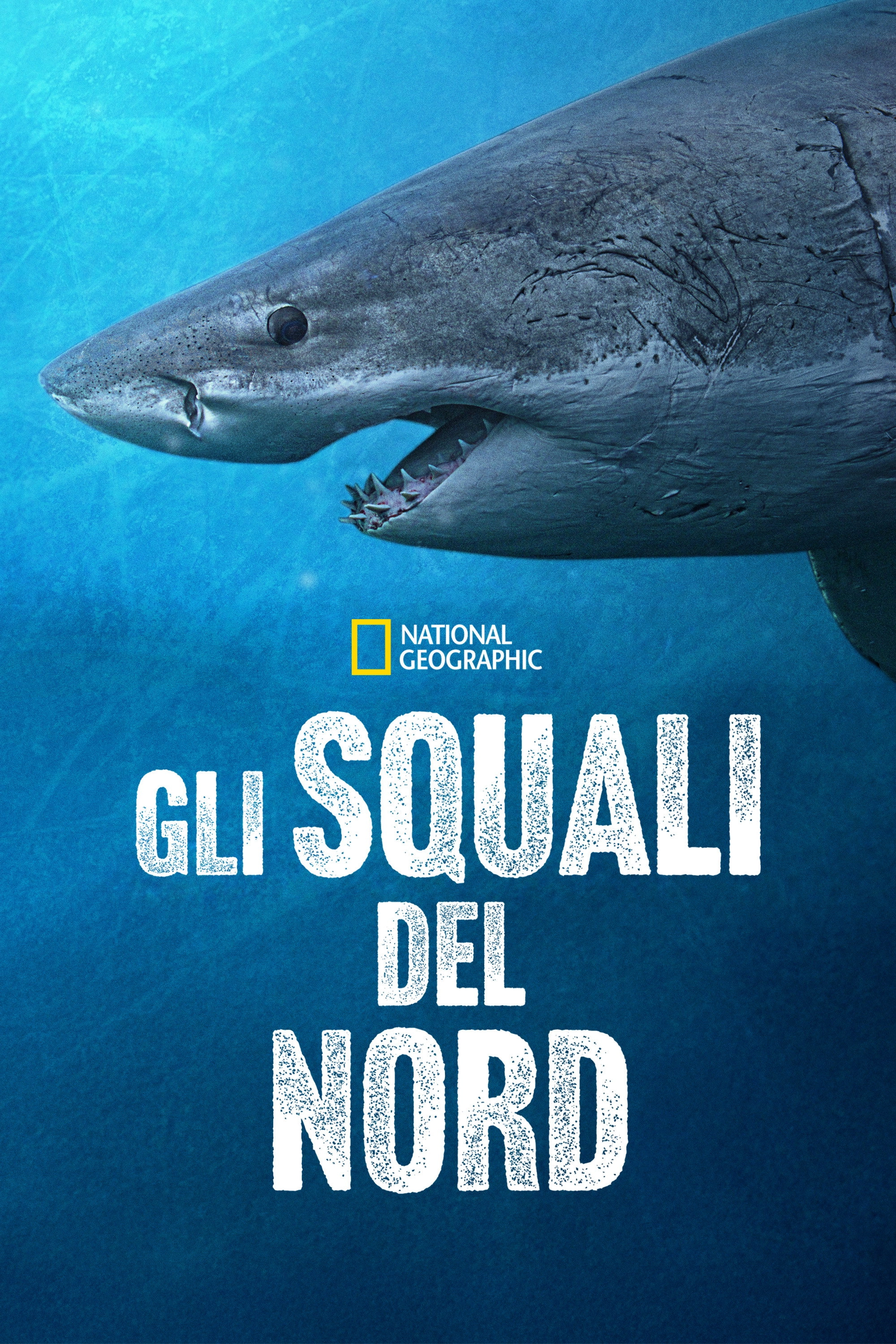 Sharks of the North