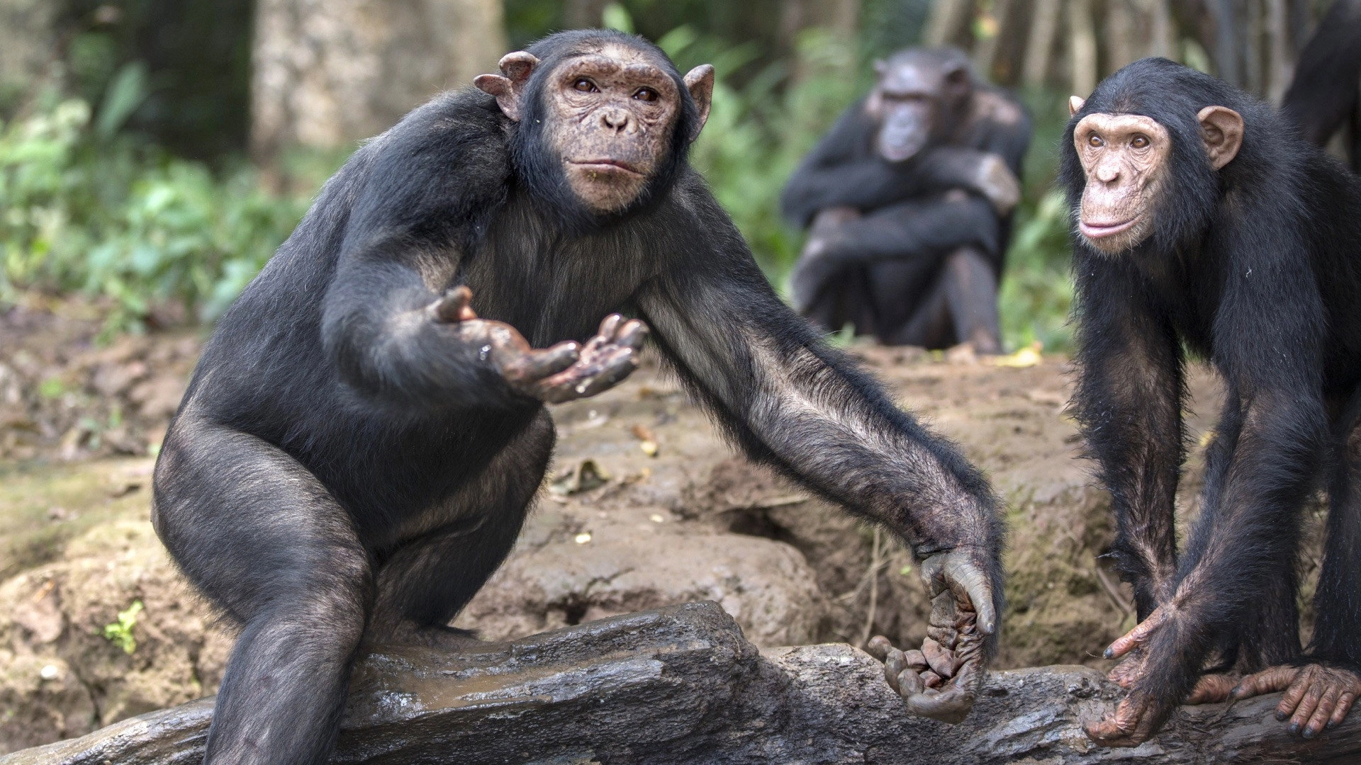 Rescued Chimpanzees of the Congo with Jane Goodall