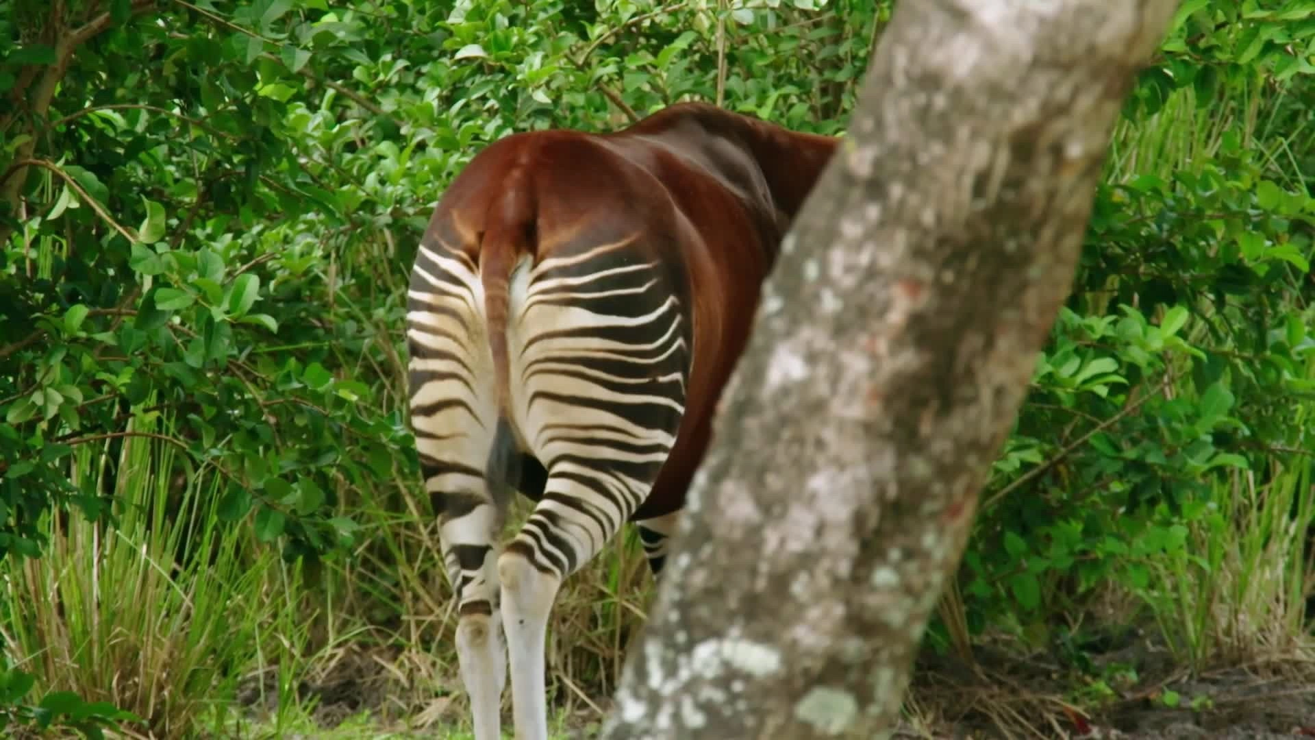 Magic of Disney's Animal Kingdom