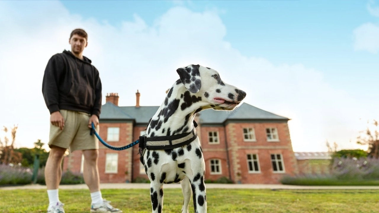 Bad Dog Academy