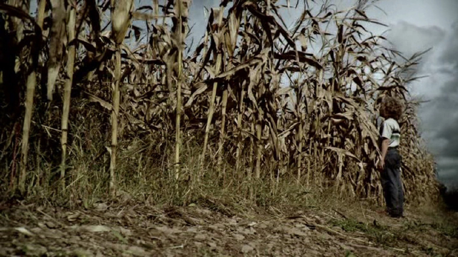 The Fields