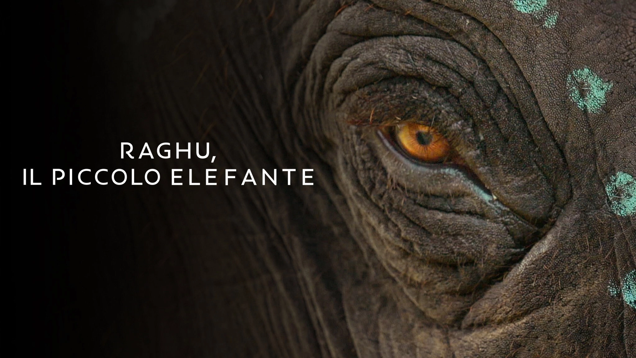 The Elephant Whisperers