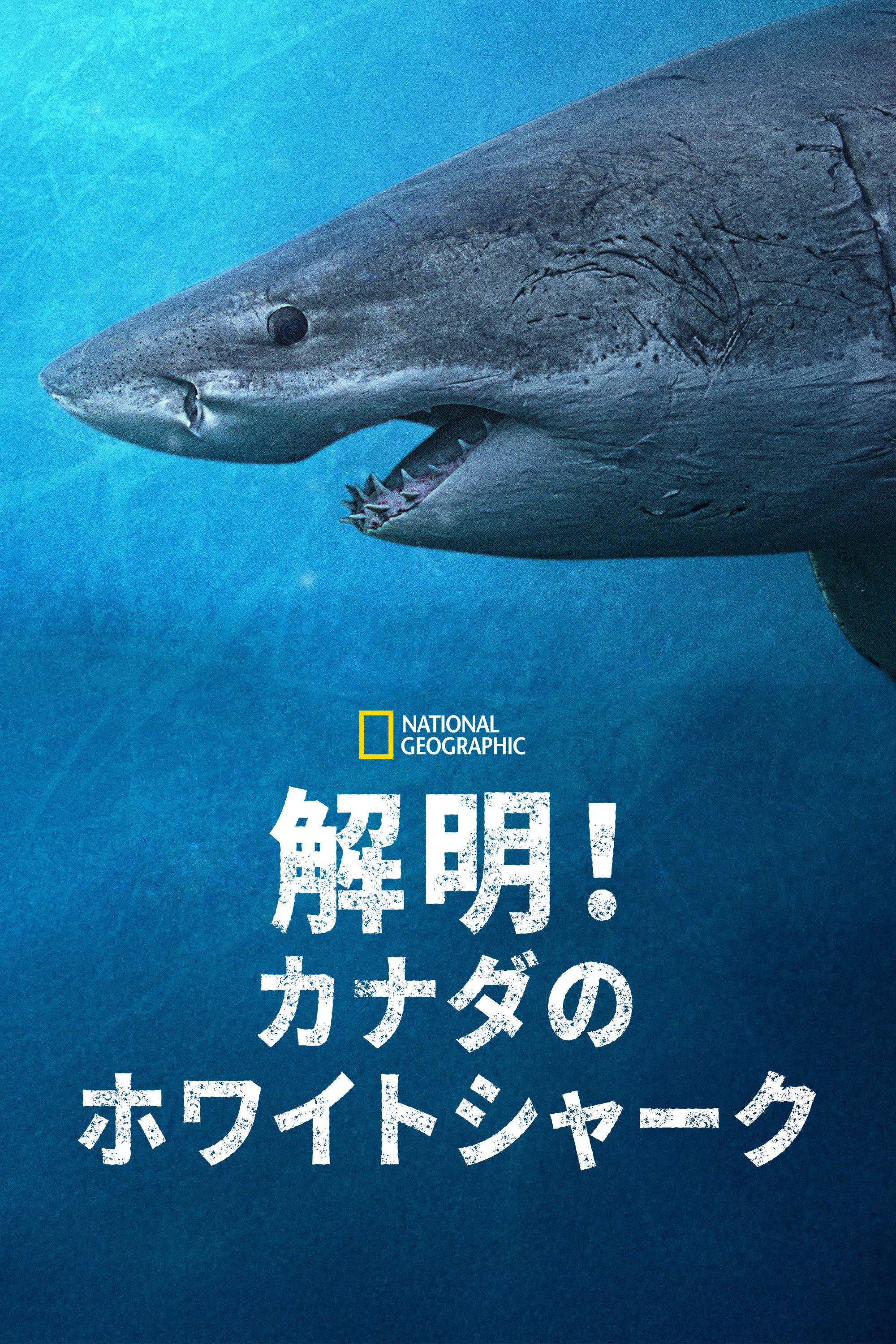 Sharks of the North