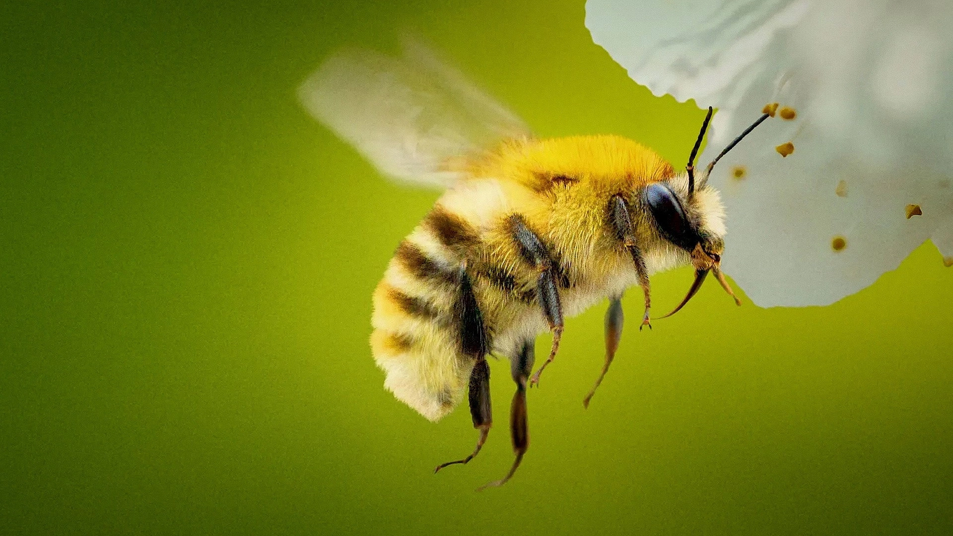 Secrets of the Bees