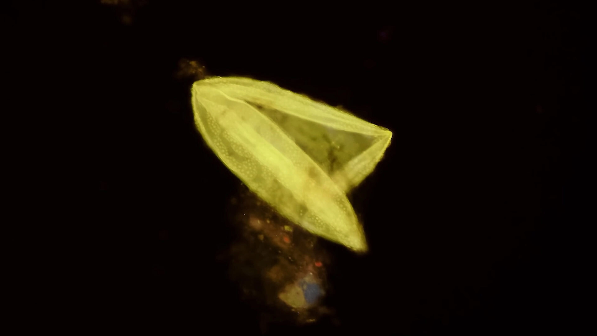 Magic Lotus Lantern