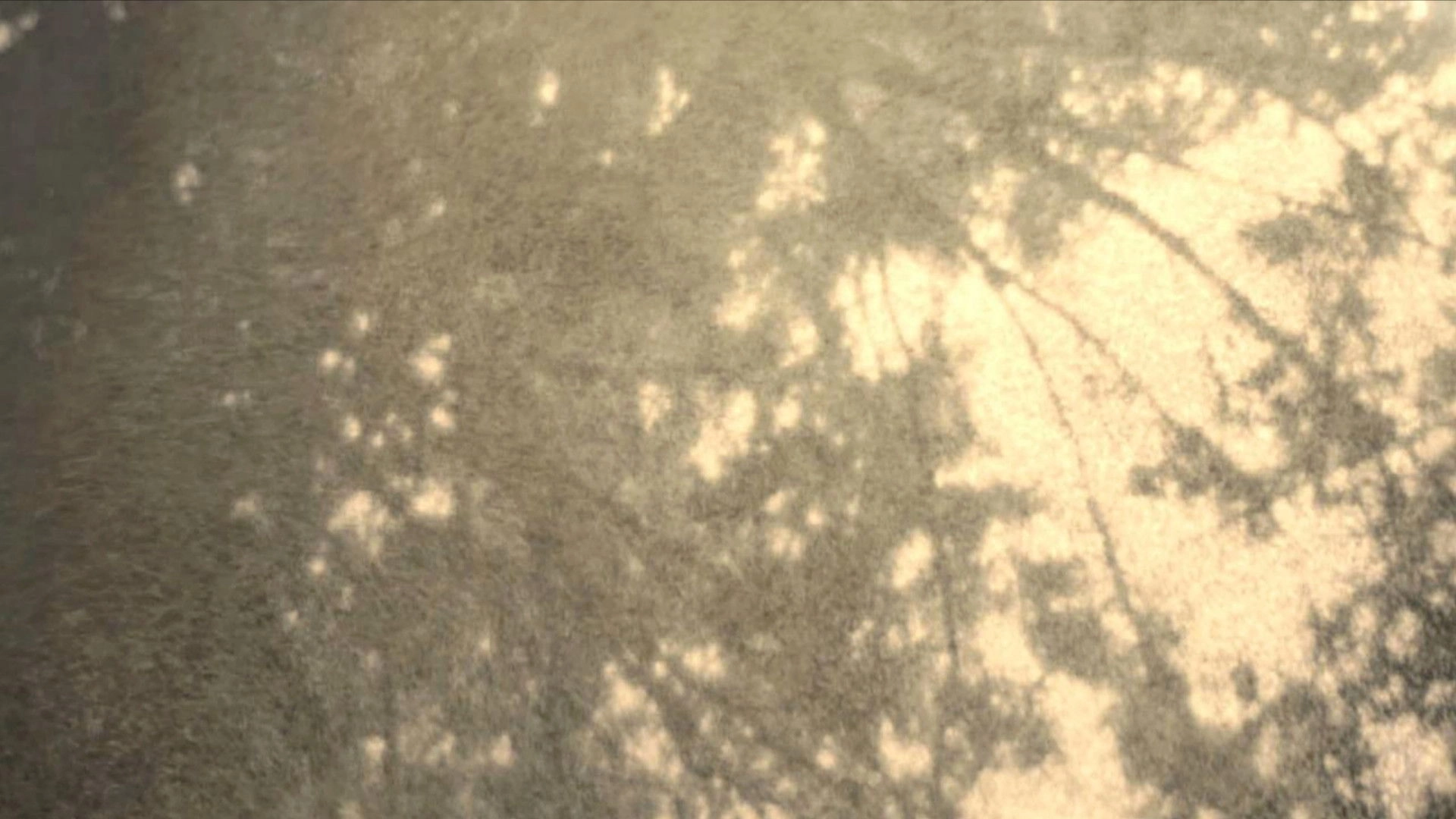 Wordless in Woods
