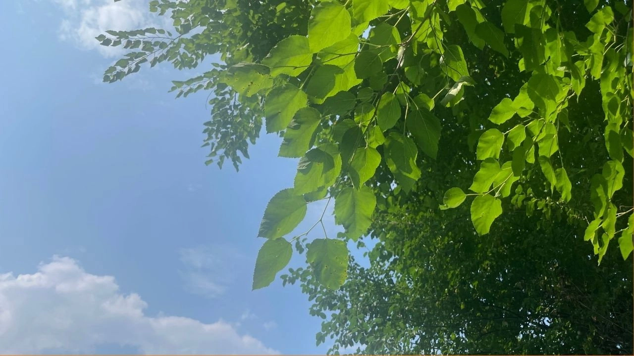 Meri Bahuain