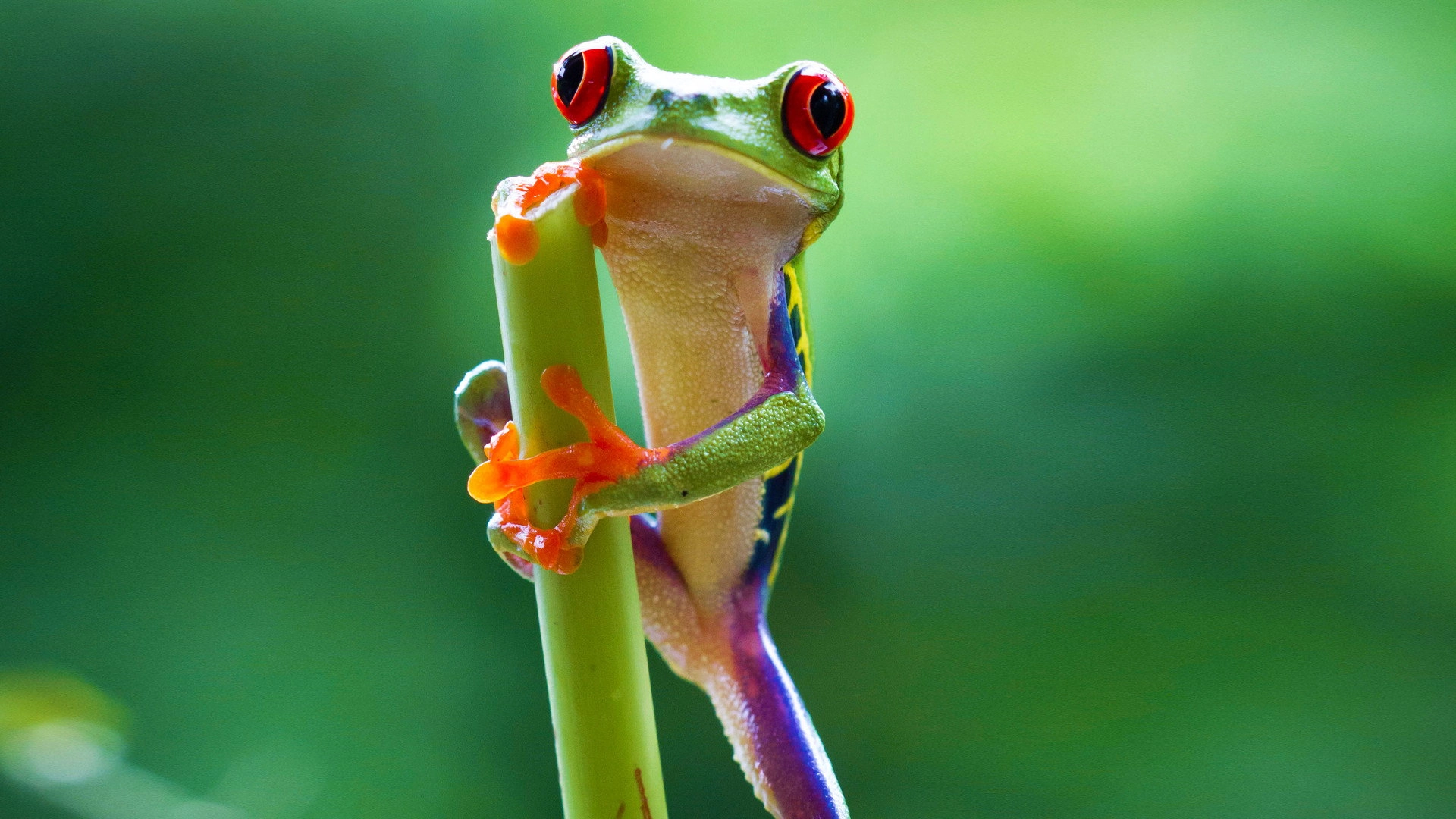 Planet Earth II